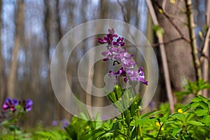 Violet fumewort plants, possibly Corydalis solida in tender wind, mysterious meadow romantic mood, macro with tree trunk