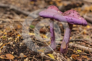 Violet fungus in the forest