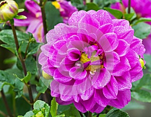 Violet Garden Dahlia