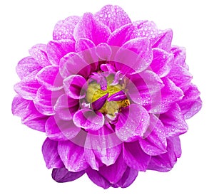 Violet Garden Dahlia