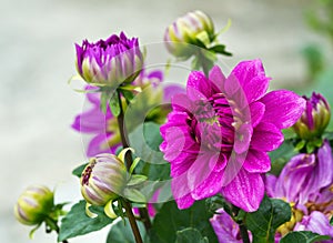 Violet Garden Dahlia