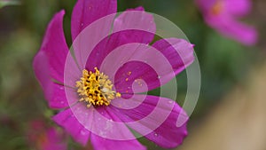 Violet garden flower after pollination