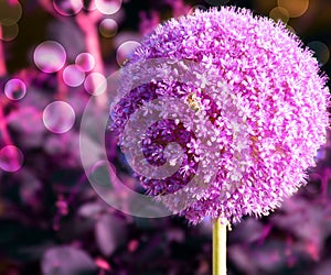 Violet Garlic Flower Background