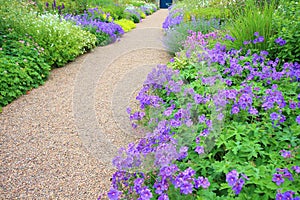 Violet geranium flowers along the path