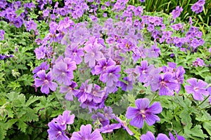 Violet geranium flowers along the path