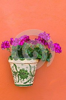 Violet geranium flowers blooming in a white green ceramic pot