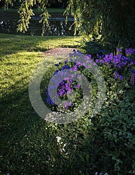 Violet geranium flowers lit up by the evening sun