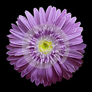 Violet gerbera flower on the black isolated background with clipping path. Closeup. no shadows. For design.