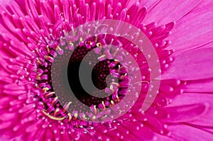 Violet Gerbera Flower Close-up Macro