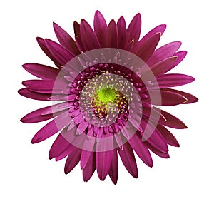 Violet gerbera flower on white isolated background with clipping path. Closeup. no shadows. For design.
