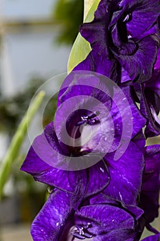 Violet gladioli