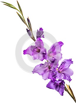 Violet gladiolus five blooms flower isolated on black