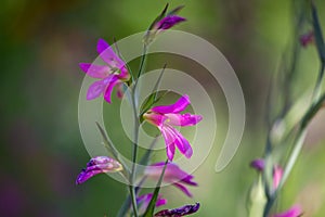 Violet Gladiolus italicus Flowers on Sunset