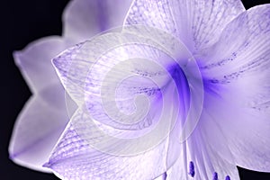 Violet Glow from Day Lily