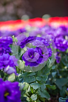 Violet gloxinia in brown pot on the border