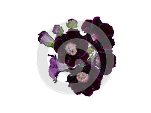 Violet gloxinia flower bouquet isolated