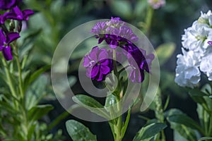 Violet gloxinia flowers