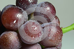Violet grape with water on it