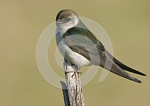 Violet-green Swallow