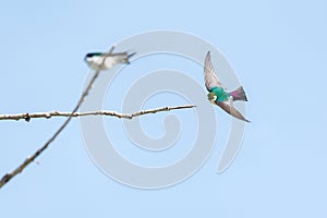 Violet green swallow photo