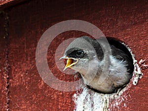 Violet-Green Swallow chick