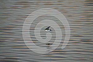 Violet green swallow flying at lakeside