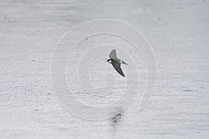 Violet green swallow flying at lakeside