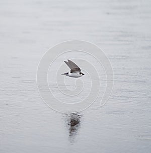 Violet green swallow flying at lakeside