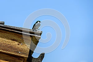 Violet-Green Swallow getting ready to step off a wooden roof on a sunny blue-sky day