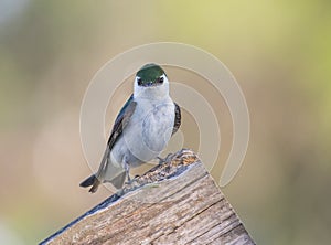 Violet-green Swallow Perching