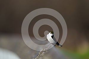 Violet green swallow resting at lakeside