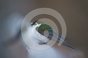 Violet green swallow resting at lakeside