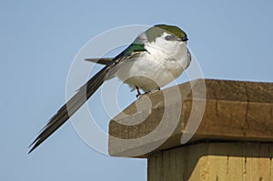 Violet-green Swallow (Tachycineta thalassina),