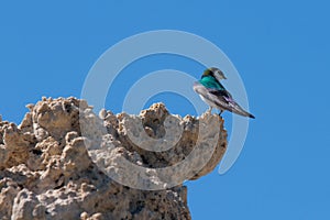 Violet-green Swallow (Tachycineta thalassina) perching on a cliff