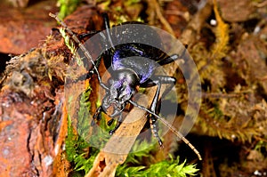 Violet ground beetle