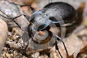 Violet ground beetle, Carabus violaceus