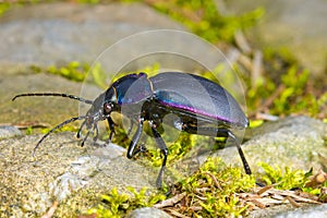 Violet ground beetle Carabus violaceus makro closeup