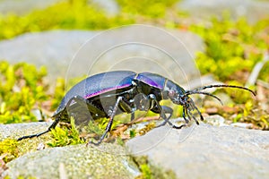 Violet ground beetle Carabus violaceus makro closeup