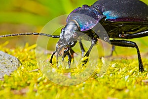 Violet ground beetle Carabus violaceus makro closeup