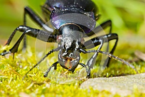 Violet ground beetle Carabus violaceus makro closeup