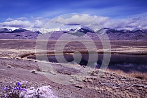 Violet handbells and lilac lake with reflection of mountain photo