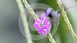 Violet-headed hummingbird feeding at a flower, Costa Rica