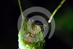 Violet-headed hummingbird, Klais guimeti, on the nest