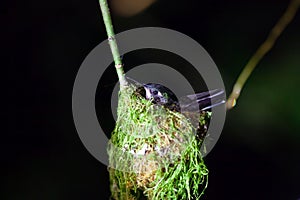 Violet-headed hummingbird, Klais guimeti, on the nest