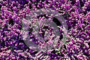 violet heather flower