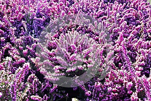 violet heather flower