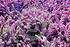 violet heather flower