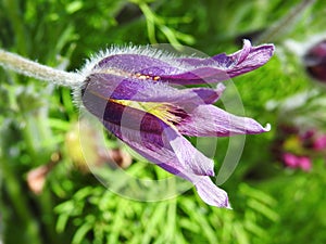 Violet heather flower