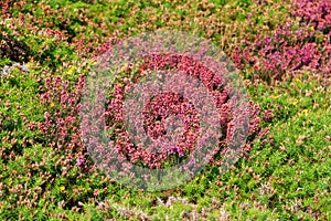 Violet heather flowers France