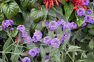 Violet Heliotrope Flowers
